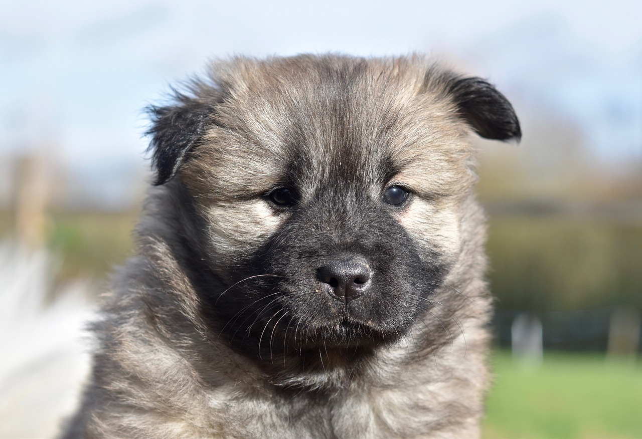 二个月大黑狼幼犬，魅力与成长