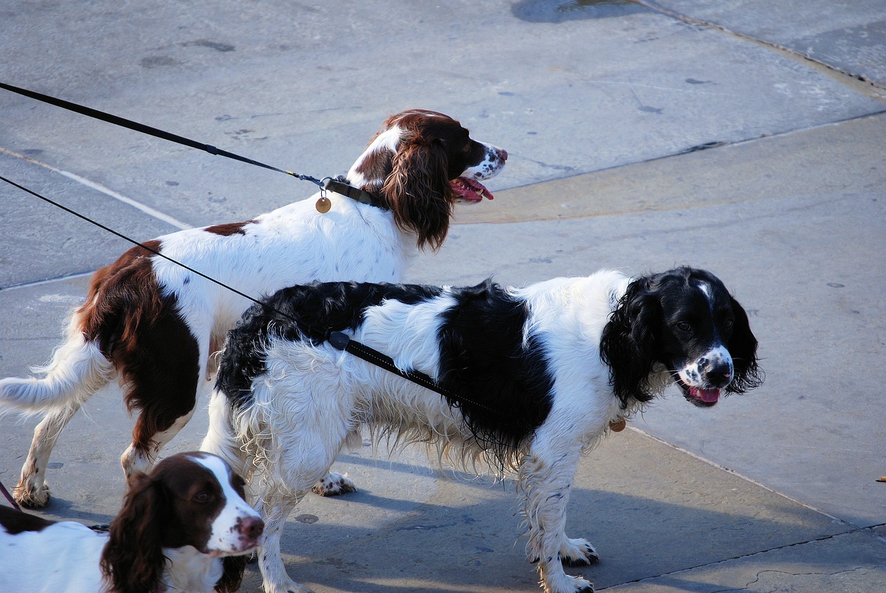 两个月大的泰迪犬呕吐症状分析与应对指南