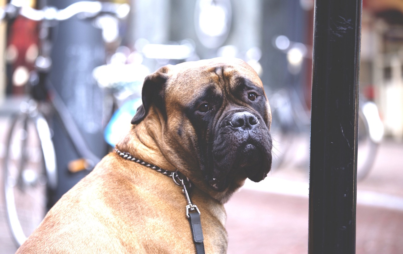 两个月大的柴犬饲养指南，新手养犬者的必备宝典