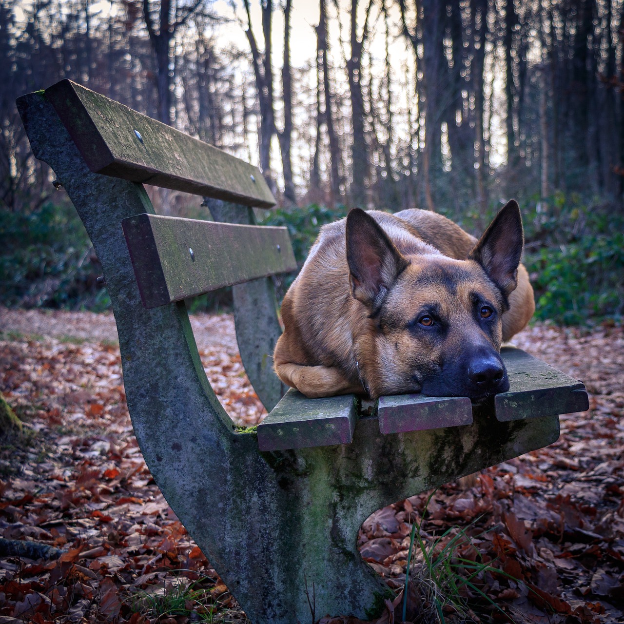 博美犬的成长之旅，五个月的美好时光