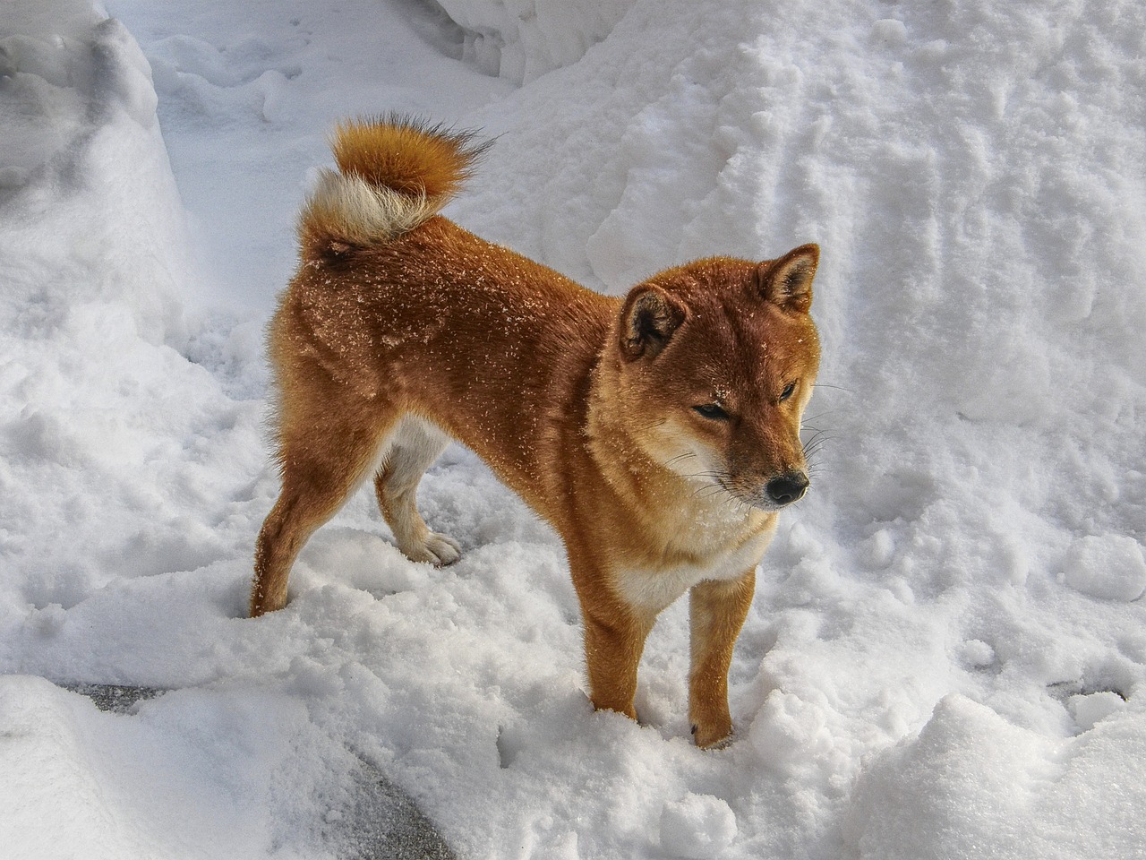 金毛犬九个月时是否还会长高？探究犬只生长发育阶段与成长潜力