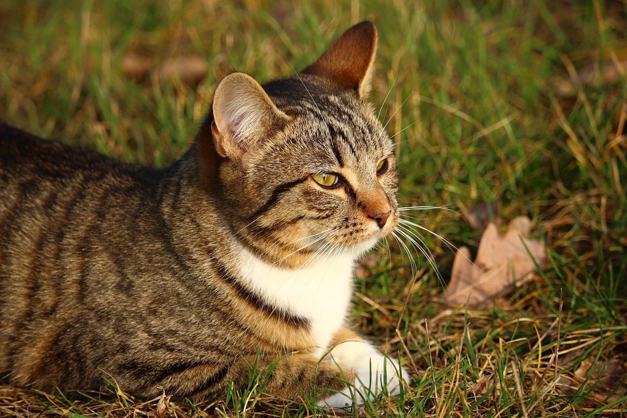 三个月大的猫咪能否洗澡，探讨与解析