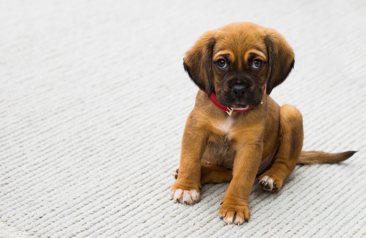 探究幼犬狂犬病，两个月幼犬是否可能感染？