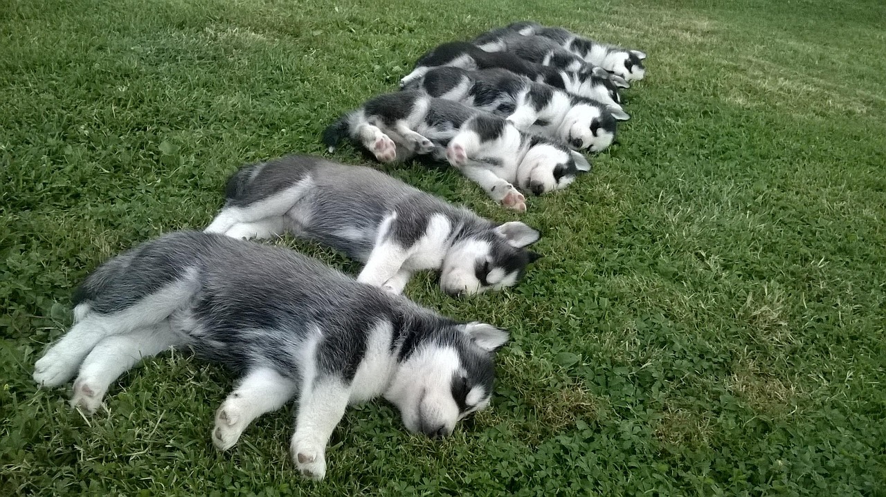 两个月大的哈士奇犬的饮食需求与喂养指南