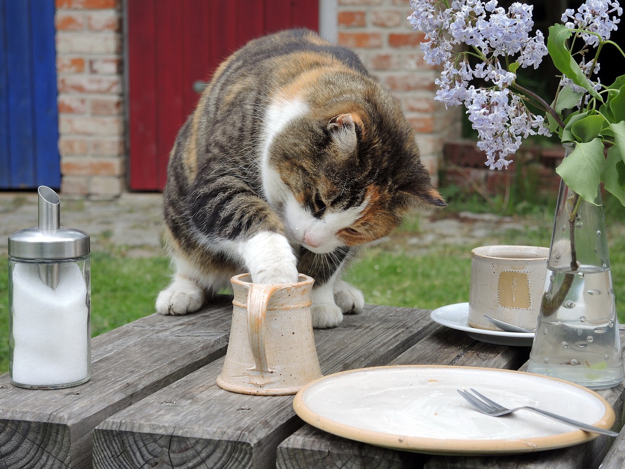 一个月大的猫咪的饮食指南，它们应该吃什么？