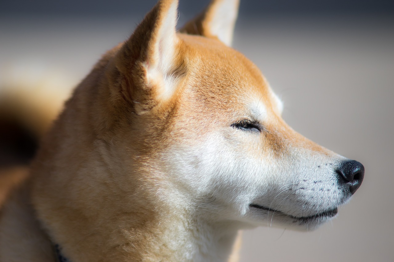 两个月大的阿拉斯加，幼犬的活力与成长