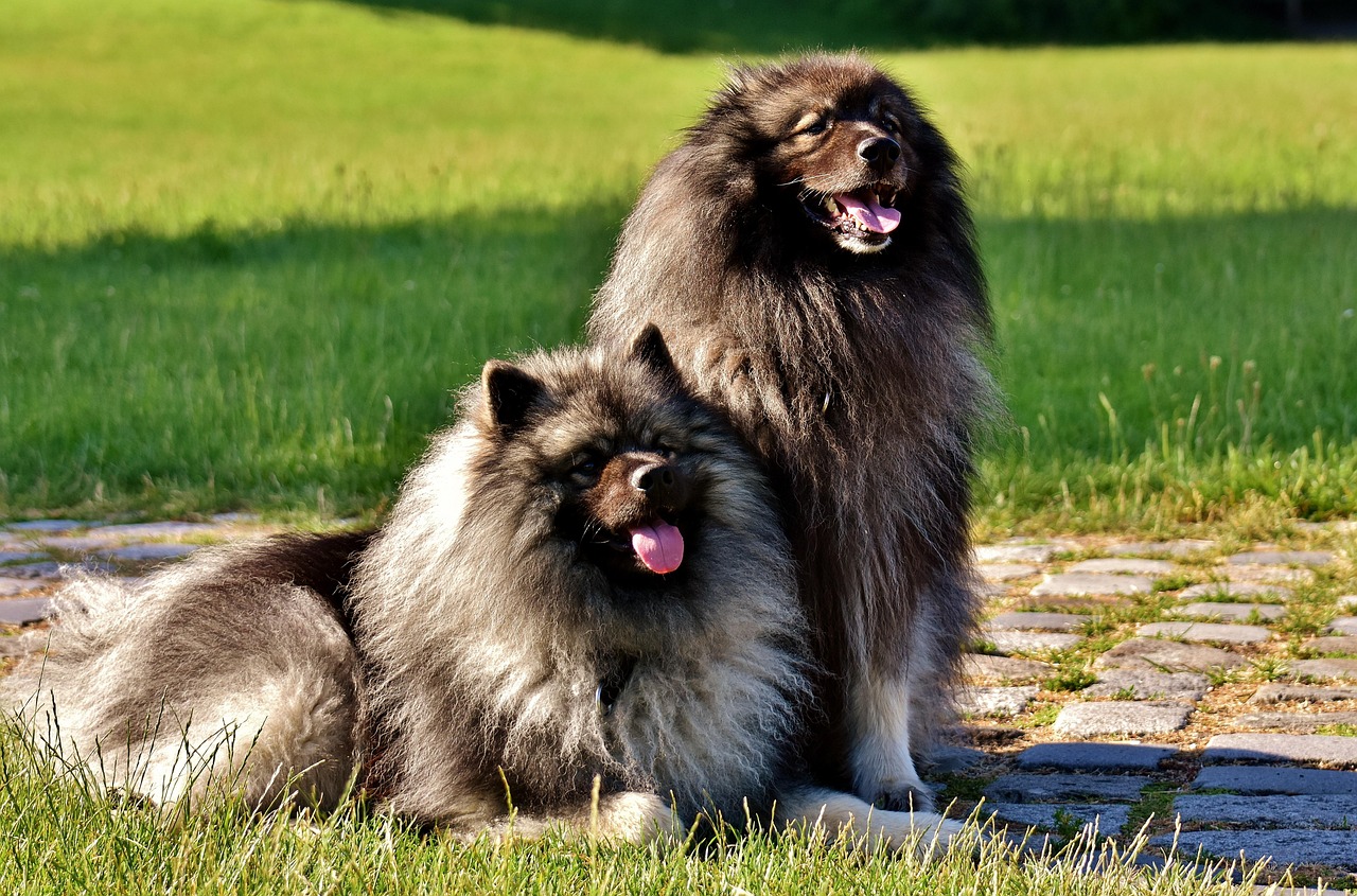 两个月大的泰迪犬驱虫指南